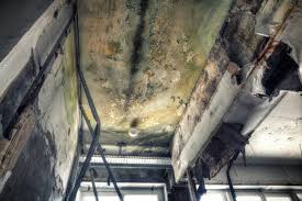 Best Commercial Mold Inspection  in Fresno, TX